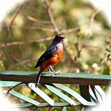 TANZANIA - Lake Manyara National Park - 33